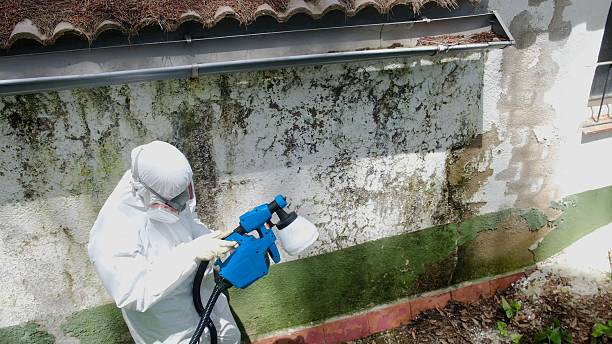 Trusted Mold Remediation service in Princeton, NJ - Cheap Mold Removal